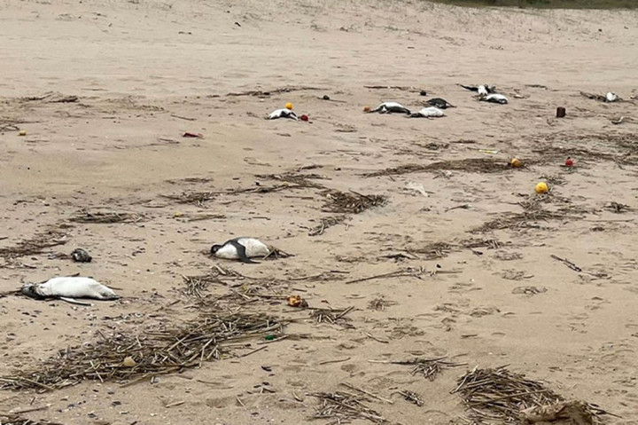 Sekitar 2.000 penguin tampak mati di pesisir timur Uruguay dalam 10 hari terakhir, dan penyebabnya, yang tampaknya bukan flu burung, tetap menjadi misteri, kata pihak berwenang.