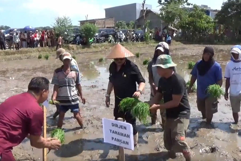 Percepatan tanam padi dilakukan di seluruh wilayah Indonesia menghadapi perubahan cuaca atau el nino. Kementerian Pertanian Republik Indonesia mencanangkan 500 hektare sawah untuk tanam padi agar bisa menghasilakan gabah 3 juta ton, untuk mengamankan ketersedian pangan di Indonesia.
