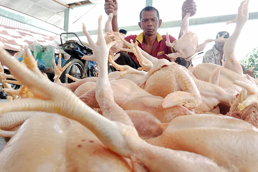 Amatan Media Indonesia sejak empat hari terakhir di Kabupaten Pidie dan Kabupaten Pidie Jaya misalnya, sebagian pedagang ayam potong harus gulung tikar atau tidak berjualan akibat sepi pembeli. Mereka yang masih bertahan, tentu dengan pedagang mengandalkan pesanan tetap dari langganan pemilik warung atau penjual ayam goreng.