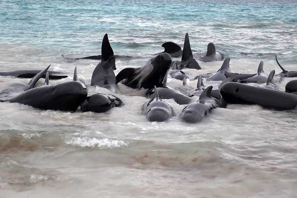 Sekelompok hampir 100 paus pilot bersirip panjang terlihat terdampar di Pantai Cheynes dekat Albany, sekitar 400 kilometer (250 mil) tenggara Perth pada Selasa malam.
