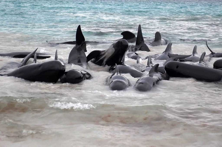 Sekelompok hampir 100 paus pilot bersirip panjang terlihat terdampar di Pantai Cheynes dekat Albany, sekitar 400 kilometer (250 mil) tenggara Perth pada Selasa malam.