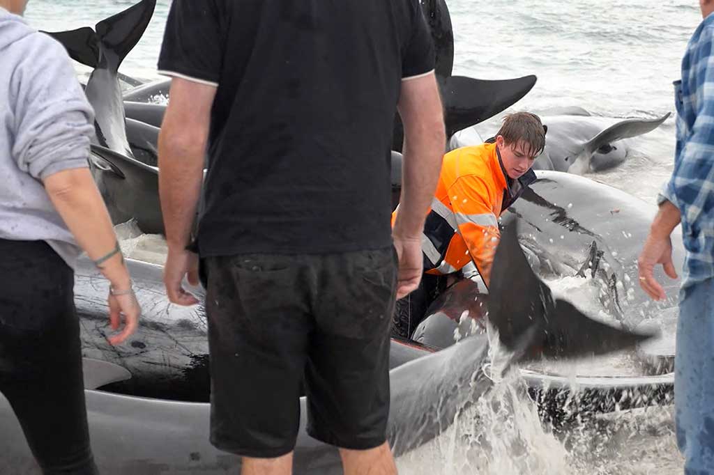 Organisasi itu mengatakan saat ini mereka tengah bekerja dengan sukarelawan untuk mencoba menyelamatkan 46 paus yang tersisa. Rencananya mereka akan membimbing paus-paus tersebut ke perairan yang lebih dalam sepanjang hari.