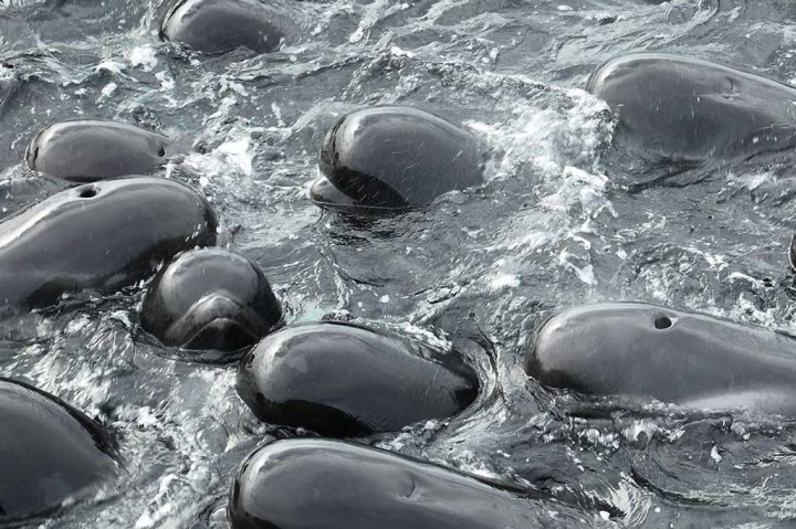 Seorang juru bicara organisasi mengatakan kewalahan dengan tawaran ratusan bantuan, tetapi mereka memiliki cukup sukarelawan, dan masyarakat harus menjauh dari pantai.