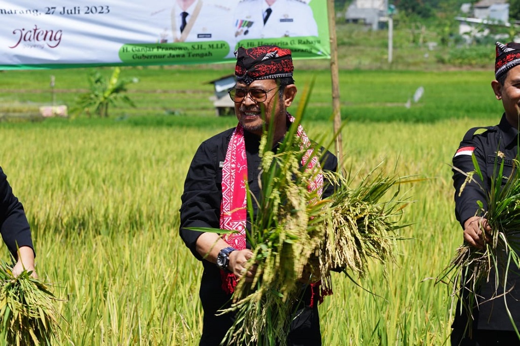 Suasana areal persawahan di Kelurahan Tambangan, Kecamatan Mijen, Kota Semarang Kamis, 27 Juli 2023 diwarnai kegembiraan, karena di tengah cuaca kemarau ini belasan hektar tanaman padi organik telah siap panen.
