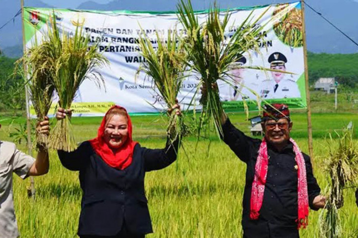 Menteri Pertanian Syahrul Yasin Limpo lakukan panen dan tanam padi organik di Kelurahan Tambangan, Kecamatan Mijen, Kota Semarang, Jawa Tengah, ini sebagai persiapan ketersediaan pangan saat menghadapi cuaca ekstrim El Nino.