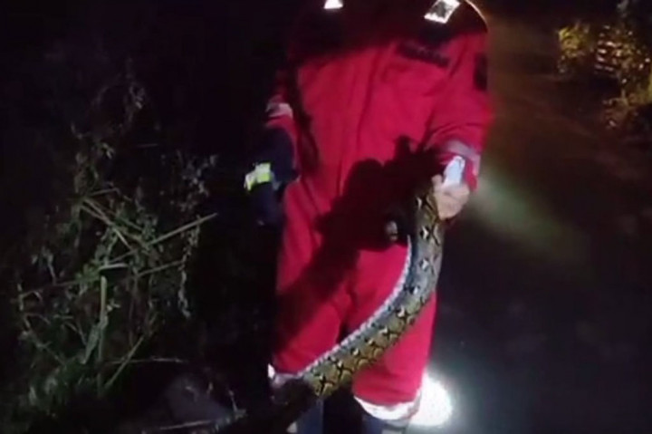 Proses evakuasi ular berlangsung cepat, petugas yang sudah terbiasa menangani kejadian seperti itu berhasil menangkap ular yang bersembunyi di semak semak. 