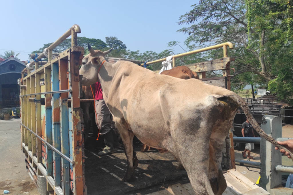 Ketika kemudian muncul kasus antraks yang menelan 3 korban jiwa warga di Kapanewon Semanu, kabupaten Gunung Kidul, Daerah Istimewa Yogyakarta beberapa waktu lalu, maka Wonogiri sebagai tetangga terdekat, harus mengambil langkah cepat, sebagai bentuk antisipasi.