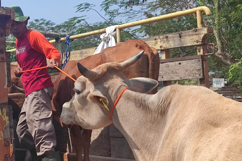 Kabupaten Wonogiri merupakan tiga besar penghasil sapi potong di Jawa Tengah, dengan memiliki populasi lebih dari 170 ribu ekor. Posisinya sebagai lumbung daging di antara 35 kabupaten/kota yang ada di provinsi ini, hanya kalah dari Blora dan Boyolali yang menempati peringkat 1 dan 2.