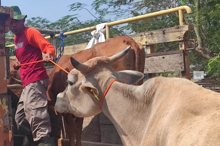 Kabupaten Wonogiri merupakan tiga besar penghasil sapi potong di Jawa Tengah, dengan memiliki populasi lebih dari 170 ribu ekor. Posisinya sebagai lumbung daging di antara 35 kabupaten/kota yang ada di provinsi ini, hanya kalah dari Blora dan Boyolali yang menempati peringkat 1 dan 2.