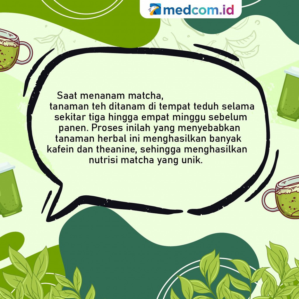 Banyak yang Suka! Matcha Latte untuk Kamu yang Vegetarian