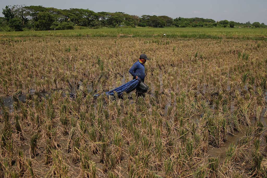 Buruh tani memanen tanaman padi di area persawahan kawasan Marunda, Cilincing, Jakarta Utara, Selasa, 1 Agustus 2023. 