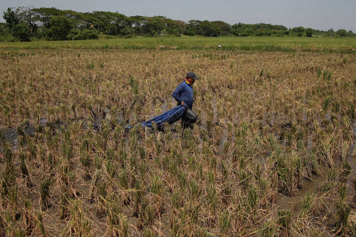 Buruh tani memanen tanaman padi di area persawahan kawasan Marunda, Cilincing, Jakarta Utara, Selasa, 1 Agustus 2023. 