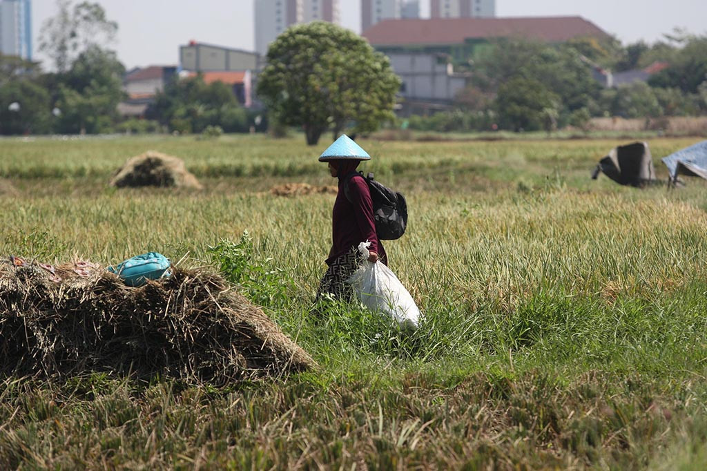 Buruh tani memanen tanaman padi di area persawahan kawasan Marunda, Cilincing, Jakarta Utara,