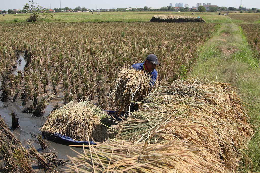 Menurut salah satu buruh tani Rasmin, panen ini untuk yang kedua kalinya sejak musim tanam hasilnya memuaskan. 