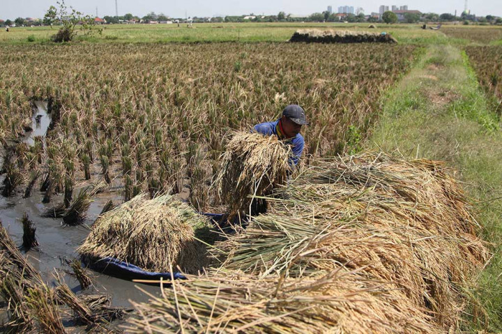 Menurut salah satu buruh tani Rasmin, panen ini untuk yang kedua kalinya sejak musim tanam hasilnya memuaskan. 