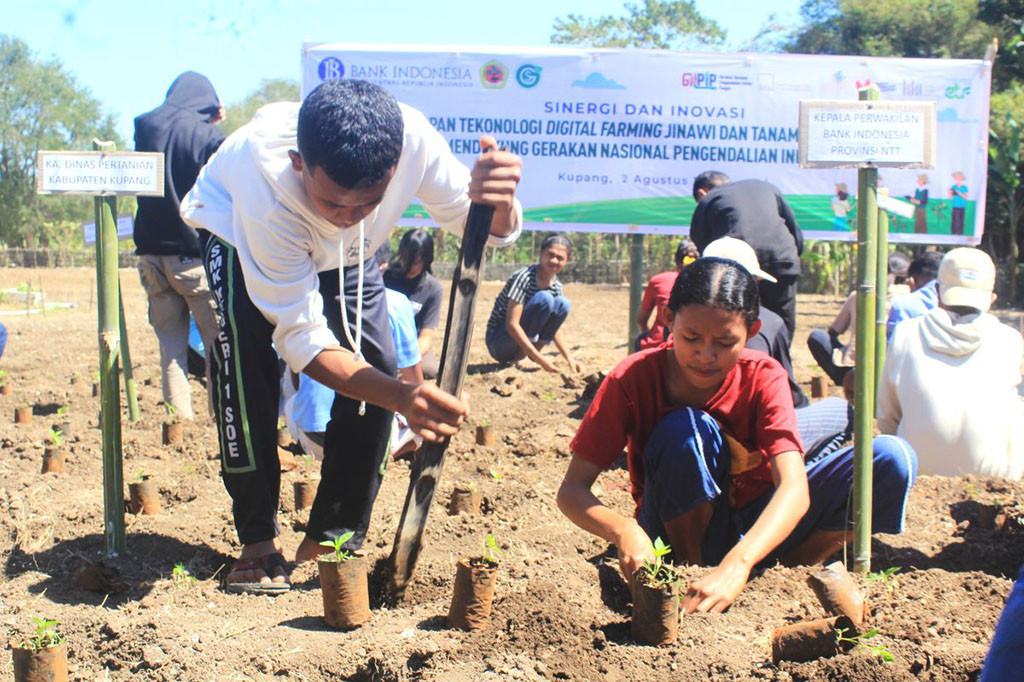 Di lahan tersebut, Kepala BI Kantor Perwakilan NTT Donny Heatubun bersama pengelola GS Organik, Dinas Pertanian Kabupaten Kupang dan belasan mahasiswa Fakultas Pertanian dan Kehutanan Universitas Nusa Cendana Kupang menanam 10.000 anak cabai.