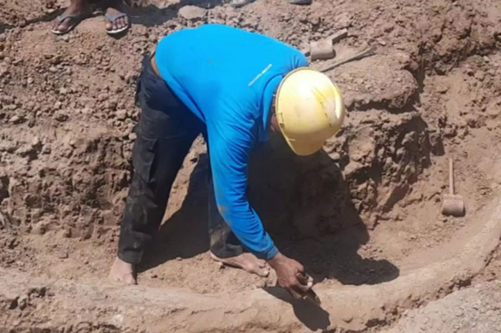 Arkeolog dari Balai Pelestarian Situs Manusia Purba (BPSMP) Sangiran sedang meneliti gading purba yang ditemukan oleh warga Ngebung, Kecamatan Kalijambe, Kabupaten Sragen, Jawa Tengah, Rabu, 2 Agustus 2023.