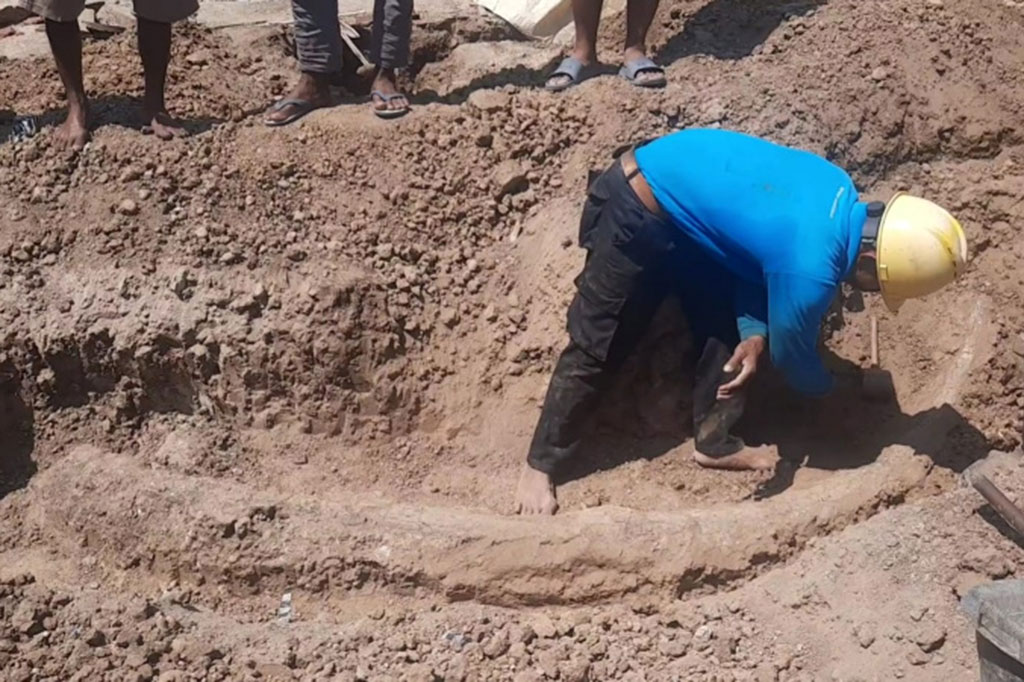 Fosil gading gajah purba yang diduga berusia 800 ribu tahun tersebut ditemukan seorang warga Sragen saat menggali fondasi untuk rumah. 