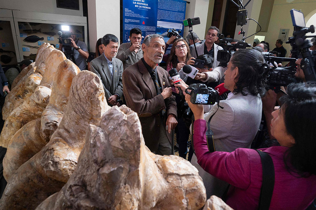 Sejauh ini menurut Guinnes World Records, paus biru terbesar yang pernah tercatat memiliki berat 190 ton. Namun para peneliti memperkirakan kisaran berat paus purba yang ditemukan di Peru antara 85 hingga 340 ton, yang berarti bisa jadi jauh lebih besar.