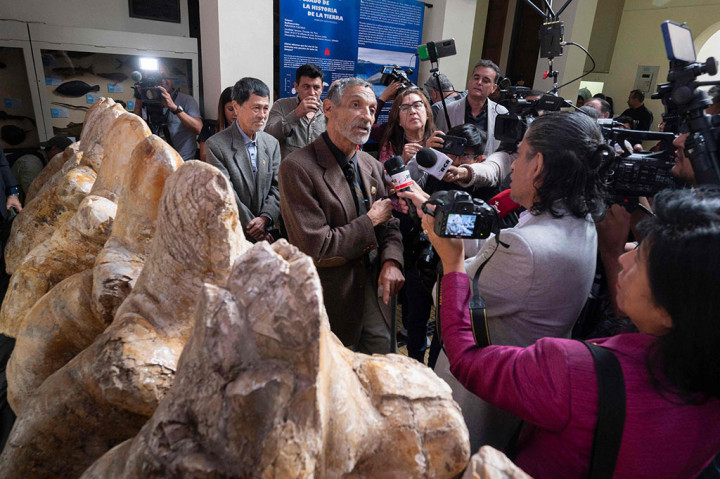 Sejauh ini menurut Guinnes World Records, paus biru terbesar yang pernah tercatat memiliki berat 190 ton. Namun para peneliti memperkirakan kisaran berat paus purba yang ditemukan di Peru antara 85 hingga 340 ton, yang berarti bisa jadi jauh lebih besar.