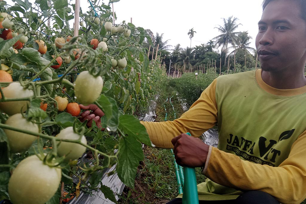 Musim kemarau dan fenomena alam El Nino yang sedang melanda kawasan Provinsi Aceh cukup terasa bagi petani setempat. Produksi hasil panen palawija dan sayuran yang biasanya menggembirakan, kini kian menjadi kendala.