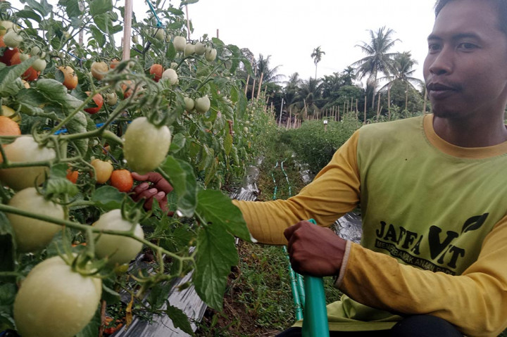 Musim kemarau dan fenomena alam El Nino yang sedang melanda kawasan Provinsi Aceh cukup terasa bagi petani setempat. Produksi hasil panen palawija dan sayuran yang biasanya menggembirakan, kini kian menjadi kendala.