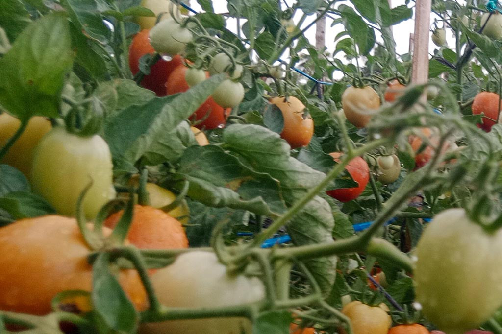 Di Kabupaten Pidie misalnya, para petani sayuran dan palawija mengalami kesulitan air untuk menyiram tanaman. Sumur galian di kebun atau lahan sawah mereka krisis mata air untuk kebutuhan setiap hari.