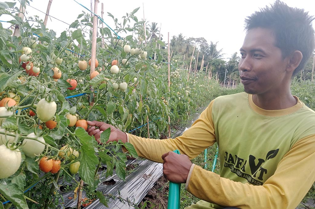 Dikatakan Fauzan, banyak bunga tomat mengering, lalu berguguran. Lalu pertumbuhan buah sangat lamban sehingga banyak yang kerdil.