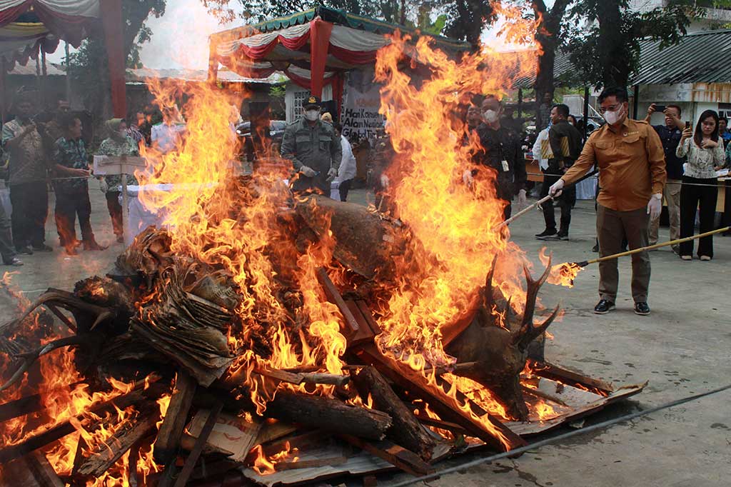 Puluhan offset satwa dilindungi tersebut dimusnahkan dengan cara dibakar.