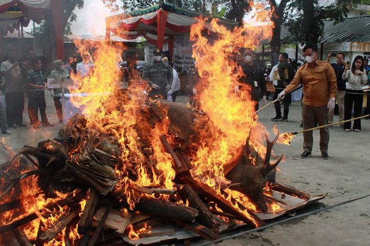 Puluhan offset satwa dilindungi tersebut dimusnahkan dengan cara dibakar.