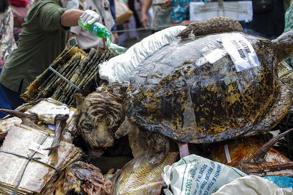 Barang bukti tersebut merupakan hasil operasi penegakan hukum BKSDA Sumut dan Balai Gakkum LHK Wilayah I Sumatera sejak tahun 2015-2022.