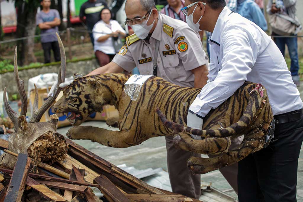 Petugas menyusun sejumlah barang bukti offset satwa dilindungi hasil operasi penegakan hukum saat pemusnahan di kantor Balai Konservasi Sumber Daya Alam (BKSDA) Sumatera Utara, Medan, Kamis, 10 Agustus 2023. 