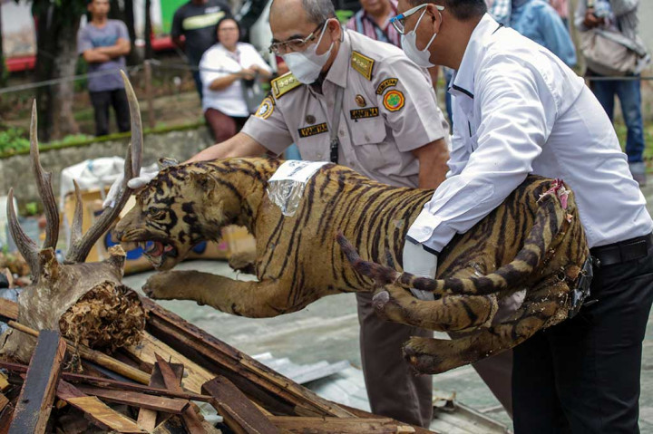 Petugas menyusun sejumlah barang bukti offset satwa dilindungi hasil operasi penegakan hukum saat pemusnahan di kantor Balai Konservasi Sumber Daya Alam (BKSDA) Sumatera Utara, Medan, Kamis, 10 Agustus 2023. 