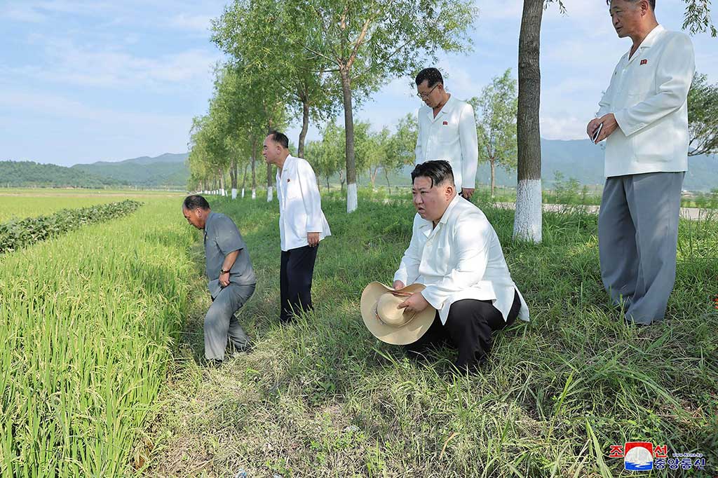 Gambar KCNA menunjukkan Kim, dengan jas putih dan celana panjang, berjongkok di tepi sawah sementara helikopter militer menyemprotkan pestisida ke tanaman padi.