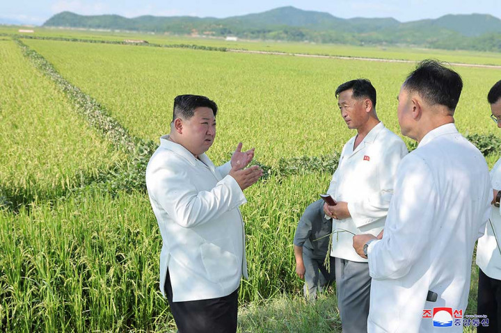 Pemimpin Korea Utara Kim Jong Un mengunjungi lahan pertanian yang dilanda topan dan mengawasi helikopter militer yang menyemprotkan pestisida dalam upaya menyelamatkan tanaman padi dari hama.
