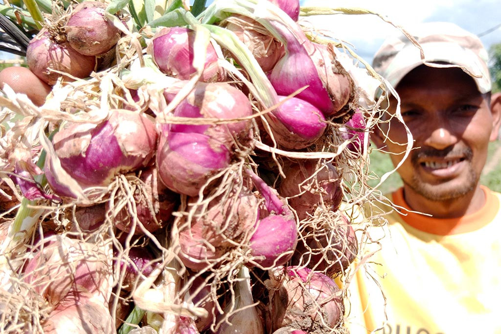 Amatan Media Indonesia di Kemukiman Bambi, Kecamatan Peukan Baro, pada Sabtu, 19 Agustus 2023 banyak tanaman bawang merah gagal tumbuh. Lalu sebagian lainnya mati karena batangnya layu saat berusia berkisar 10 hingga 30 hari.