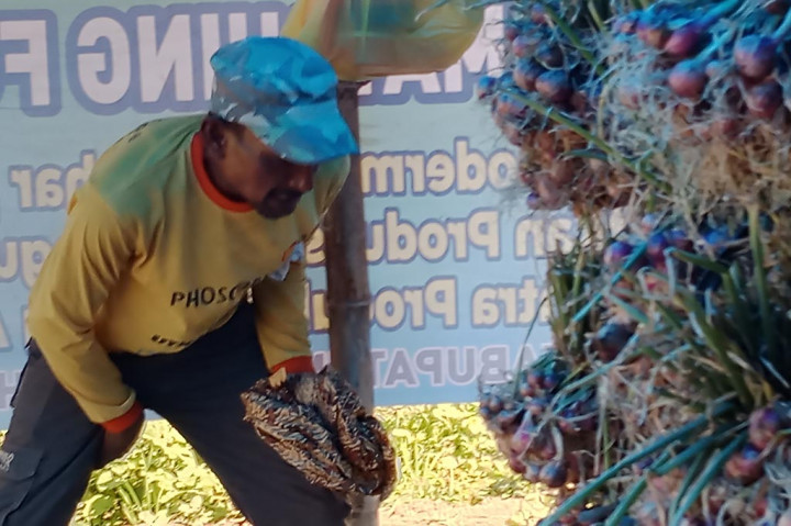 Fenomena alam El Nino yang sedang melanda sebagian daerah di tanah air sangat dirasakan oleh petani di Provinsi Aceh. Pasalnya banyak tanaman palawija atau sayuran telah terganggu pertumbuhan hingga menurunkan hasil produksi panen.