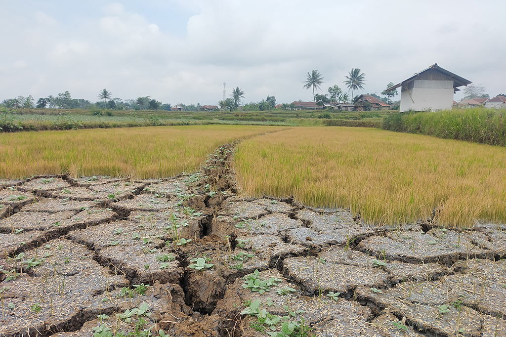 Puluhan hektare areal persawahan berada di berbagai daerah telah menyebabkan banyak lahan pertanian gagal panen terjadi di wilayah Tasikmalaya. Kekeringan yang terjadi selama ini, berdampak pada kebutuhan beras medium maupun premium merangkak naik di sejumlah pasaran.