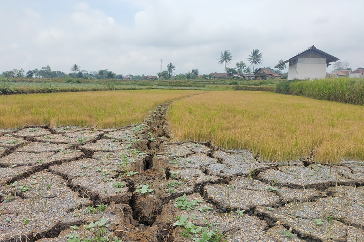 Puluhan hektare areal persawahan berada di berbagai daerah telah menyebabkan banyak lahan pertanian gagal panen terjadi di wilayah Tasikmalaya. Kekeringan yang terjadi selama ini, berdampak pada kebutuhan beras medium maupun premium merangkak naik di sejumlah pasaran.