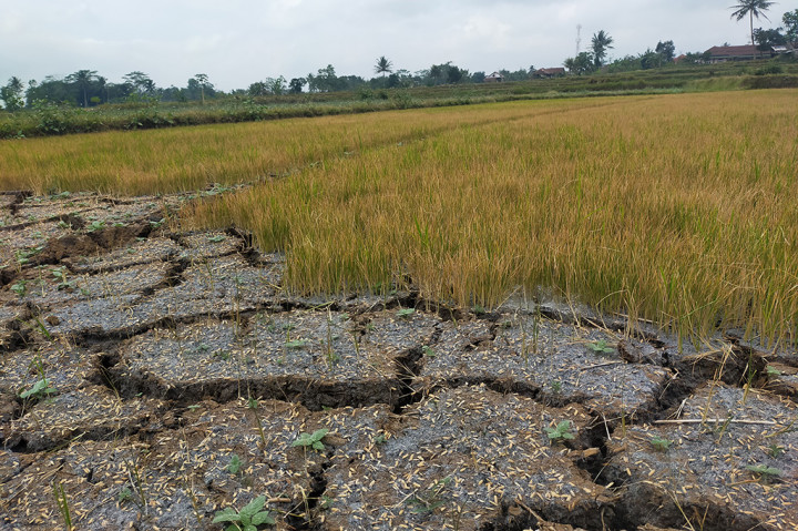 Ketua Kelompok Tani Sukaluyu, Desa Sukaraja, Adang Sutardi mengatakan, musim kemarau yang terjadi selama ini berdampak pada areal persawahan seluas 45 hektare gagal tanam dan gagal panen (puso) di Kampung Tejamulti, Sukaluyu. Namun, untuk produksi padi pada panen pertama mengalami penurunan secara drastis hingga kebutuhan beras merangkak naik di pasaran.
