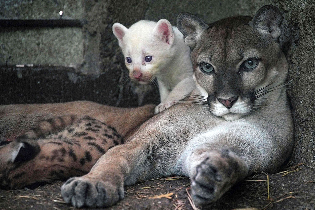 Spesimen langka puma albino lahir sebulan lalu di sebuah kebun binatang di Nikaragua. Bayi puma tersebut saat ini masih terlindung dari pandangan pengunjung.