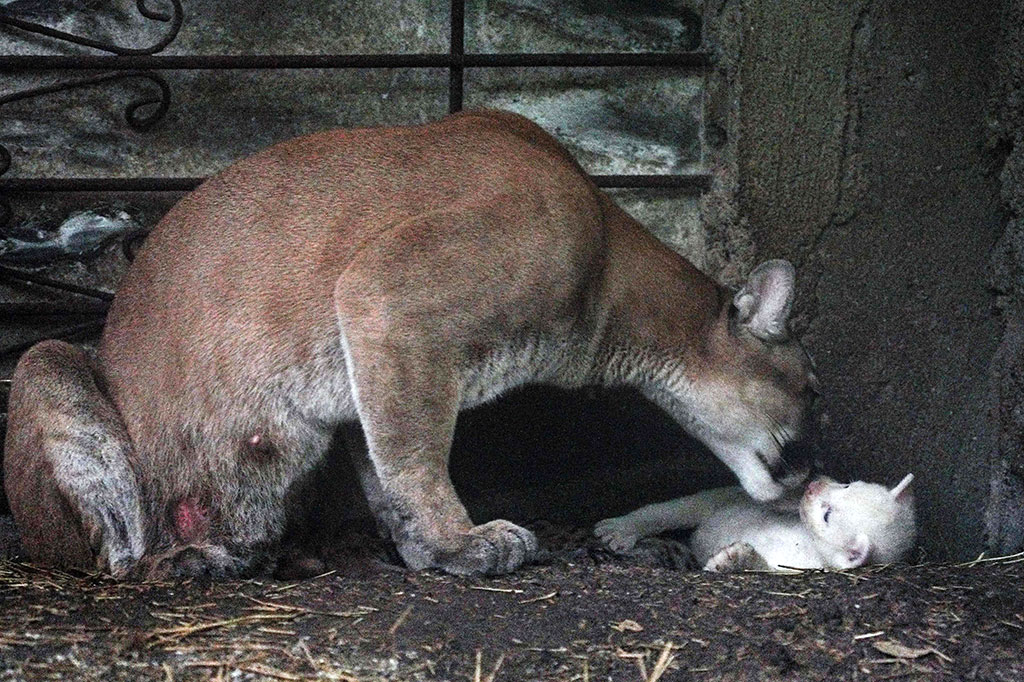 Bulu puma biasa saat lahir berwarna coklat muda atau kemerahan dengan bintik-bintik hitam. Mutasi genetik yang menyebabkan pigmentasi putih jarang terjadi pada spesies ini, dan hampir tidak ada kasus yang terdokumentasi di dunia. “Kami senang memilikinya karena Anda jarang melihatnya,” kata Molina.
