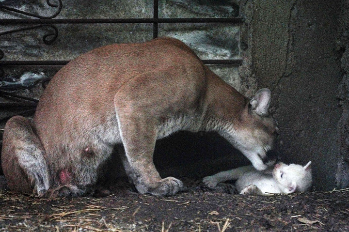 Bulu puma biasa saat lahir berwarna coklat muda atau kemerahan dengan bintik-bintik hitam. Mutasi genetik yang menyebabkan pigmentasi putih jarang terjadi pada spesies ini, dan hampir tidak ada kasus yang terdokumentasi di dunia. “Kami senang memilikinya karena Anda jarang melihatnya,” kata Molina.