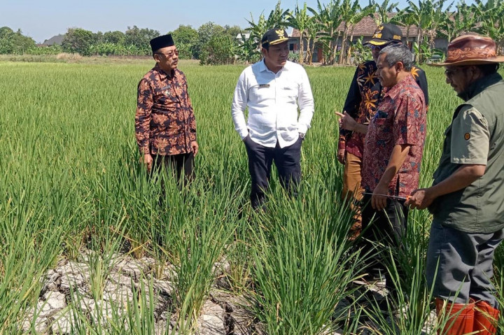 Hampir seluruh area persawahan di desa tanahnya terlihat merekah karena tak ada pasokan air. Akibatnya, tanaman padi para petani tersebut tidak dapat tumbuh dengan sempurna.