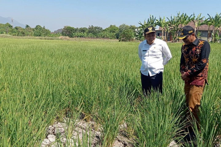 Sejumlah petani di Desa Sentul Kecamatan Tanggulangin Kabupaten Sidoarjo terancam gagal panen, lantaran lahan sawah yang sudah ditanami padi dilanda kekeringan.