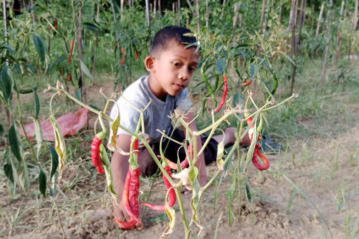 Amatan Media Indonesia, Sabtu, 26 Agustus 2023 di kawasan Desa Blang Garot Kecamatan Indrajaya, di Kemukiman Bambi Kecamatan Lampoh Saka dan di Kemukiman Paleue Kecamatan Simpang Tiga, banyak tanaman cabai merah gagal subur. Kondisi batang cabai yang baru berusia sekitar 2 bulan itu tampak kerdil.