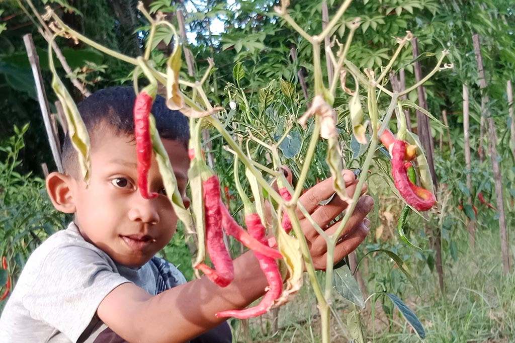 Fenomena alam El Nino yang melanda seantero nusantara, telah mengusik kenyamanan petani di kawasan Provinsi Aceh. Dambaan petani untuk mendambakan hasil produksi melimpah ruah, ternyata harus gigit jari seketika.