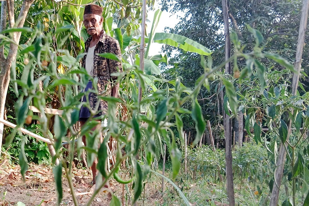 Di Kabupaten Pidie misalnya, puluhan petani cabai merah merugi pada musim tanam kali ini. Pasalnya pertumbuhan tanaman cabai milik mereka terganggu karena cuaca panas akibat fenomena alam El Nino.