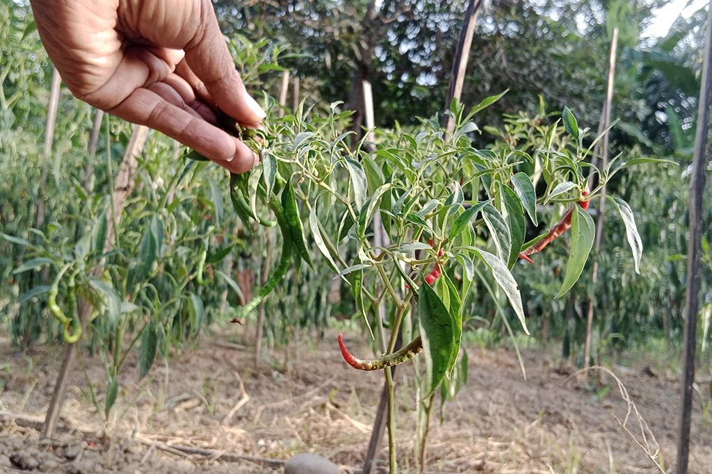 Hal itu juga telah terpengaruhi terhadap penumbuhan dan pemekaran bunga cabai. Lalu banyak buah cabai tidak tumbuh normal sebagaimana mestinya. Bahkan lebih parah lagi kondisi buah cabai merah itu selain kerdil juga mengecil. Belum lagi kondisi buahnya pendek dan bengkok.