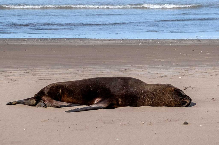 Sejumlah singa laut mati akibat flu burung di Argentina, kata para pejabat pada hari Selasa, 29 Agustus 2023, ketika wabah global yang belum pernah terjadi sebelumnya terus menginfeksi mamalia, meningkatkan kekhawatiran bahwa virus ini akan lebih mudah menyebar ke manusia.